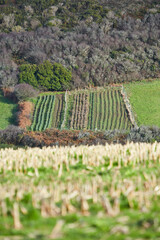 Cornwall, UK - typical landscape with hills, bushes and farming near Porthcurno. blurred stubble field in front.