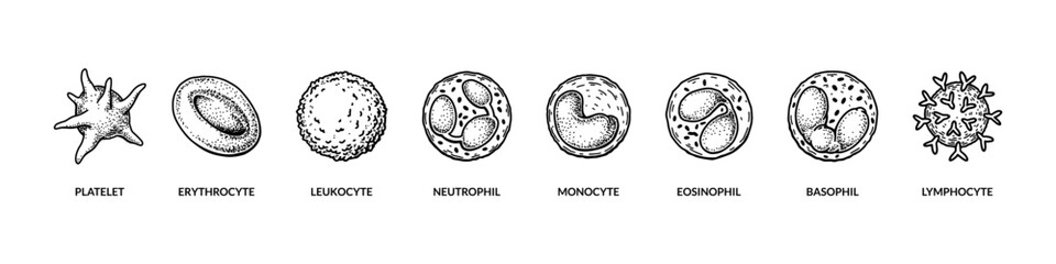 Named different types of blood cells. Microbiology poster for education, classes, biology lessons. Scientific vector illustration in sketch style