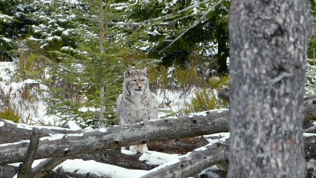 This video captures the awe-inspiring beauty of a Eurasian lynx in its natural habitat. Watch as the majestic predator prowls through a winter forest, exuding a calm and chilling presence.