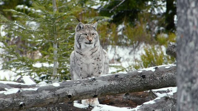 This video captures the awe-inspiring beauty of a Eurasian lynx in its natural habitat. Watch as the majestic predator prowls through a winter forest, exuding a calm and chilling presence.