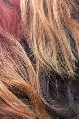 Texture close up of damaged colored red and dark hair, concept of bad hair care