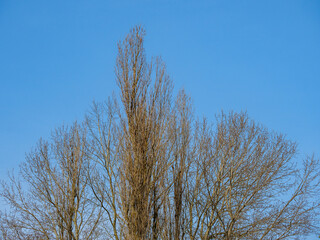 Branched poplar tops against a colorful blue sky