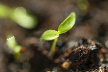 水滴が綺麗な植物