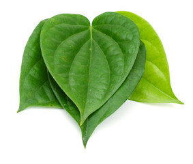 Obraz premium Betel leaf