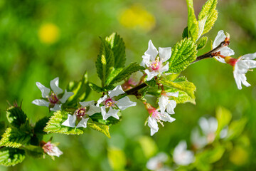 currants bloom in spring in the garden, black currant bushes spring bloom