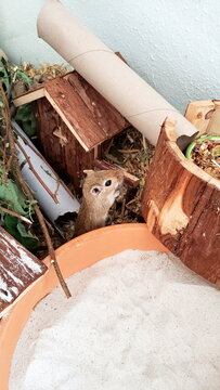 Mongolische W&uuml;stenrennmaus