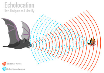 Bat echolocation. Bio sonar. Butterfly, insect, fly navigate. Reflected sound waves. Echo. Audio source from the speaker hitting an obstacle, prey, returning. Animal navigation. Illustration Vector  - obrazy, fototapety, plakaty