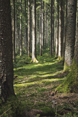 Vertical shot of the Blackwood forest near Staufen, Breisgau, Germany