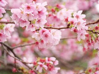 Fototapeta na wymiar cherry blossoms