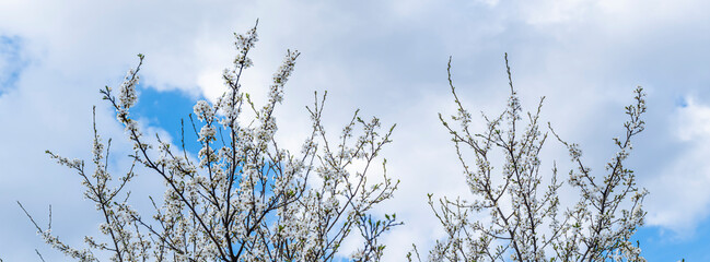 white flowers on blooming tree 