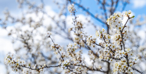 white flowers on blooming tree 