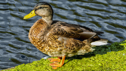 Non-Breeding Male Mallard