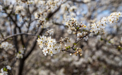 white flowers on blooming tree 