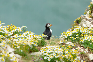 Puffin,  Scientific name: Fratercula arctica.  A   puffin perched on the high cliffs at Bempton in...