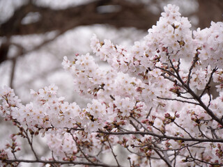 cherry blossoms