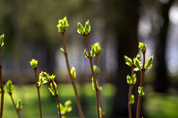 New young spring blooming leaves