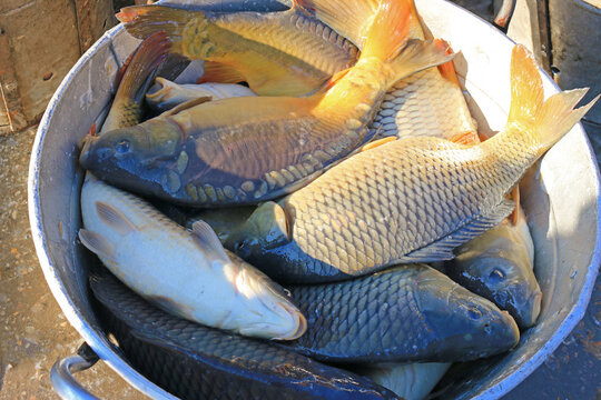 Freshwater Fish, Carp in a bucket from the breeding fish pond and prepare for sort and sale - Powered by Adobe