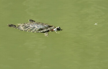 Trachemys scripta elegans, Red-eared Slider, nature, turtle