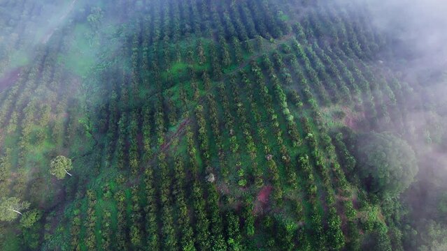 Establish shot of rows in an orange grove through mist in Penonome, Cocle, Panama.