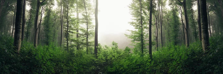 Papier Peint photo Panoramique green woods landscape, forest panorama