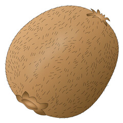 Vector illustration of kiwi fruit with skin and hairs