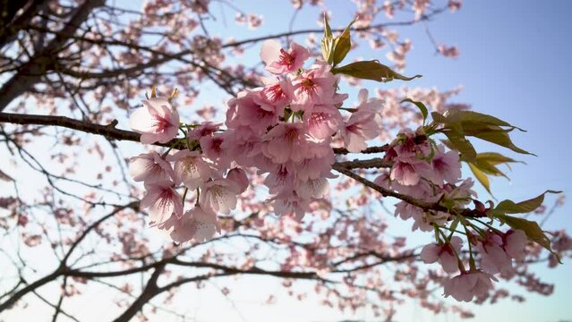 tree branch with pink cherry blossom swinging