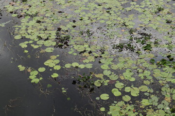 A river surface filled with water lily plants and aquatic weeds and garbage