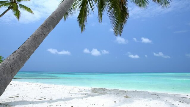 Pristine and bounty beach with coconut palm tree and turquoise sea. Tropical landscape. Nobody