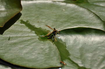 Closeup of a wasp on a water lily leaf