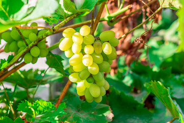 Bunch of green grapes hanging on grapes bush in a vineyard.
