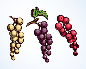 Currants on branch. Vector drawing