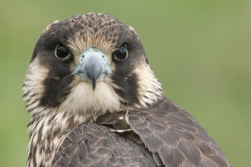 Portrait of a Peregrine Falcon against a green background
