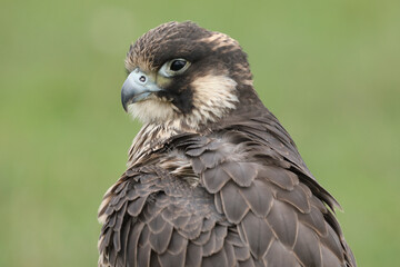Portrait of a Peregrine Falcon cleaning its feathers
