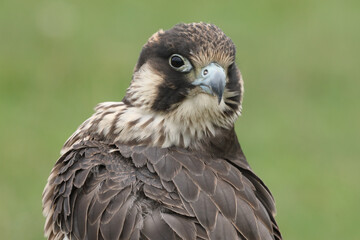 Portrait of a Peregrine Falcon cleaning its feathers
