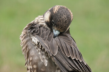 Portrait of a Peregrine Falcon cleaning its feathers
