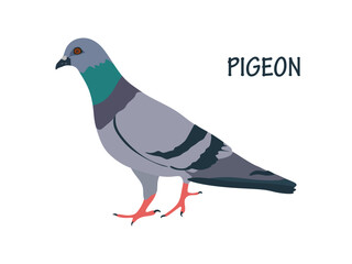 Pigeon illustration in Flat style. Cute pigeon isolated on white background. Vector illustration 