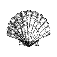 Hand drawn sea shells illustration. Vintage marine mollusk in sketch style. Shellfish drawing isolated on white background. For menu, recipes, logos, flyers.