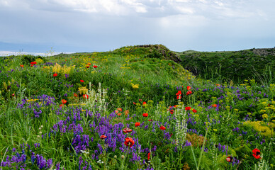 Summer landscape in the mountains with colorful wild flowers and green grass.