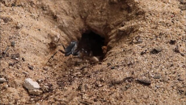 Spider Wasp (Turneromyia sp.) digging burrow for nest, South Australia