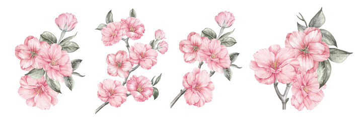 Watercolor elements of blooming sakura. Set garden flowers. Collection botanic illustration leaves, flower and branches.