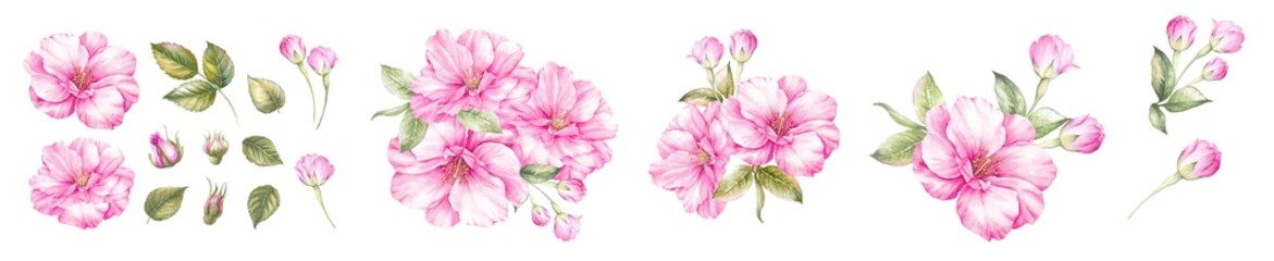 Watercolor elements of blooming sakura. Set garden flowers. Collection botanic illustration leaves, flower and branches.