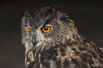 A portrait of an adult Eurasian Eagle against a black background
