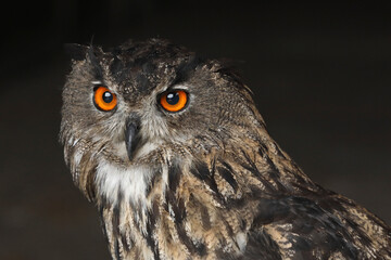 A portrait of an adult Eurasian Eagle against a black background
