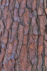 Abstract pattern created tree bark