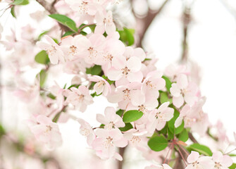 Obraz premium Pink and white cherry blossoms bloom in spring