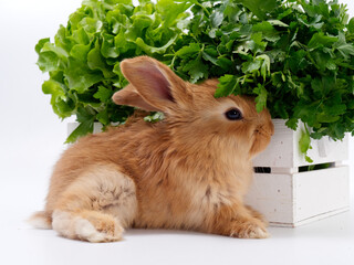 rabbits and fresh greens salad parsley carrot cabbage on a white background