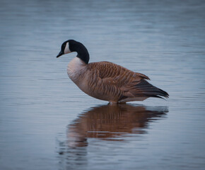 A stunning shot of a Heron in flight over a lake