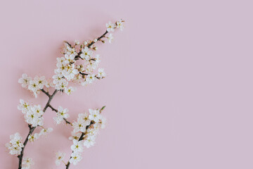Beautiful blossom branches on a light pink background. Spring background.