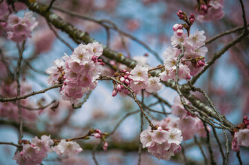 Fototapeta na wymiar Beautiful close-up bokeh view of beautiful pink sakura branch in early spring cloudy day.