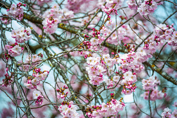 Beautiful close-up bokeh view of beautiful pink sakura branch in early spring cloudy day.